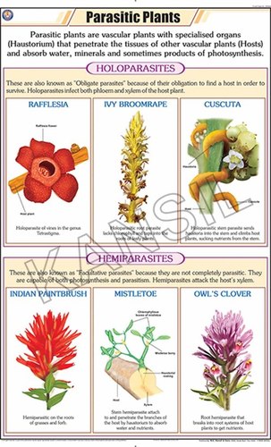 Parasitic Plants Chart