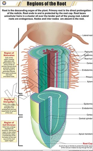 Regions Of Root Chart