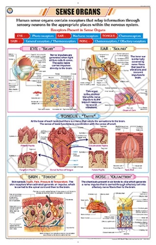 Sense Organs Chart