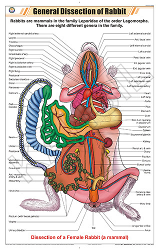 General Dissection Of Rabbit Chart