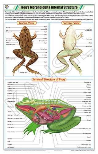 Frog's Morphology & Internal Structure Chart