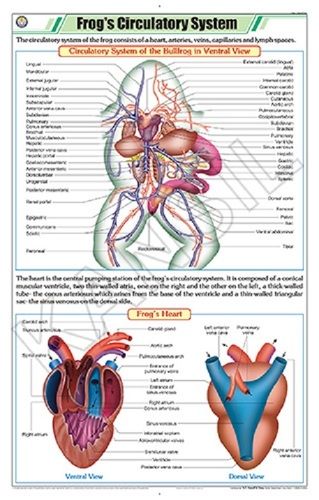 फ्रॉग सर्कुलेटरी सिस्टम चार्ट आयाम: 58 ए 90 सेंटीमीटर (सीएम)