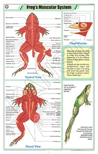 Frog's Muscular System Chart Dimensions: 58 A 90 Centimeter (Cm)