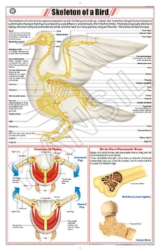 Skeleton Of Bird (Pigeon) Chart