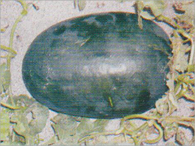 Namdhari Seeds By TRADELINE CORPORATION