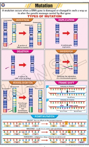 Mutation Chart