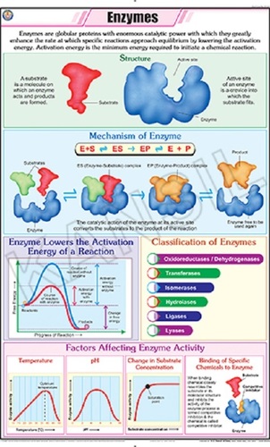 Enzymes Chart