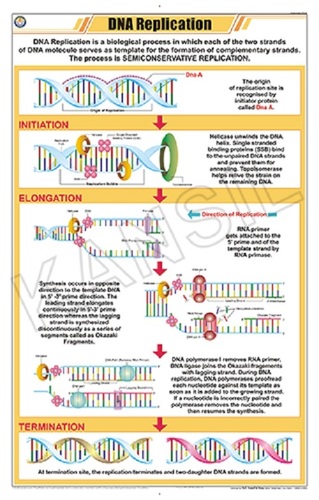 Dna Replication Chart