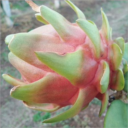 Organic Fresh Dragon Fruit
