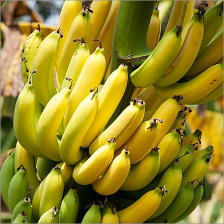 Fresh Banana