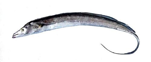 Ribbon Fish