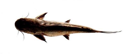 Cat Fish