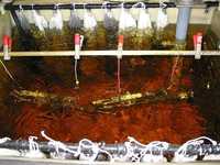 Silver Plating Tank