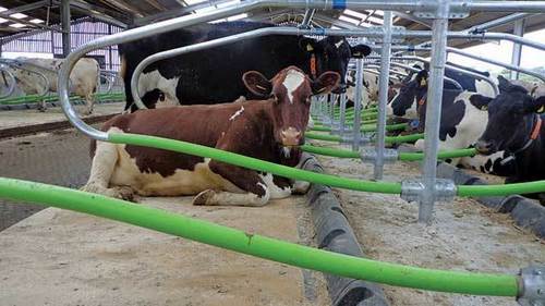 Cow Steel Cubicles