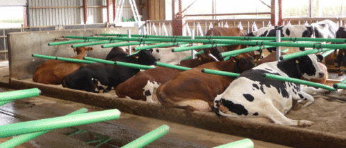 Cow Plastic Cubicles