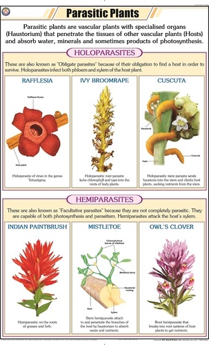 Parasitic Plants Chart