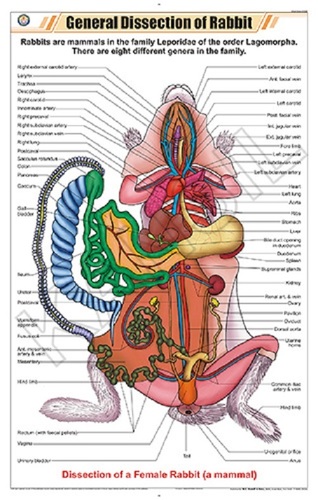 General Dissection of Rabbit Chart
