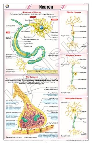 Neuron Chart