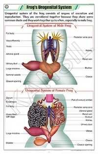 Frog's Urogenital System Chart