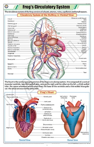 Frog's Circulatory System Chart