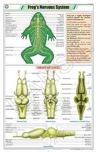 Frog's Nervous System Chart