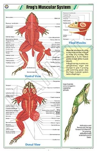 Frog's Muscular System Chart