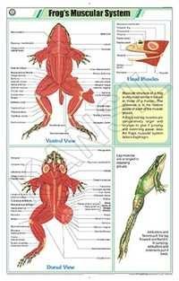 Frog's Muscular System Chart