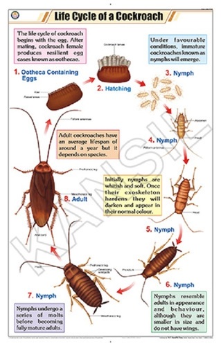 Life Cycle of Cockroach Chart