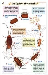 Life Cycle of Cockroach Chart