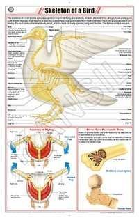 Skeleton of a Bird (Pigeon) Chart