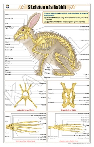 Skeleton of Rabbit Chart