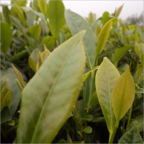 Camellia Sinensis Green Tea