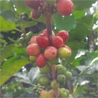Coffea Arabica