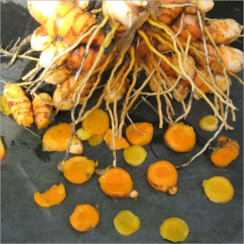 Curcuma longa (Turmeric) Rhizome