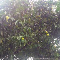 Garcinia Cambogia Tree