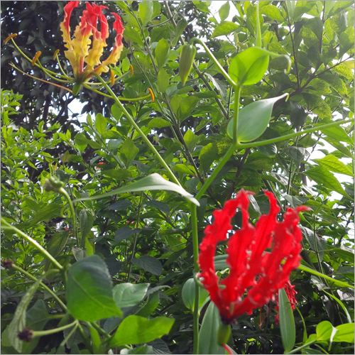 Gloriosa Superba