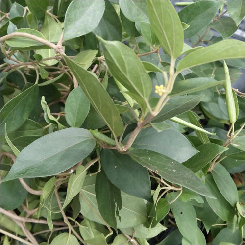 Gymnema Sylvestre Leaves Supplier at Latest Price