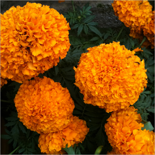 Marigold Extracts By ENERGEIA LIFE SCIENCES PVT. LTD.