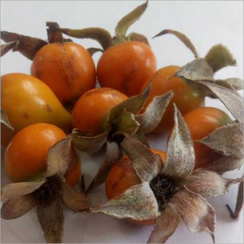 Rose Hip