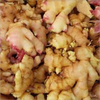 Zingiber Officinale Rhizome Extract
