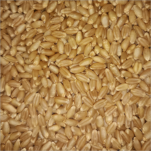 Wheat
