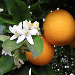 Citrus Air Freshener Refill