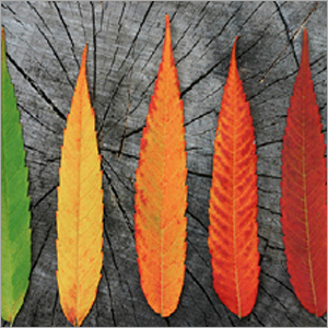 Expression Air Freshener Refills