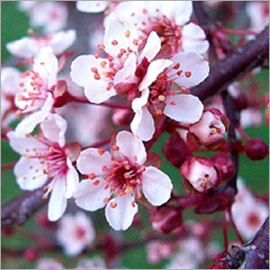 Gardenia Air Freshener Refills