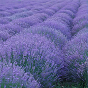 Lavender Air Freshener Refills
