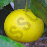 Bergamot Oil - Pure Cold-Pressed Extract | Rich in Aromatic Properties, Ideal for Aromatherapy and Skin Care