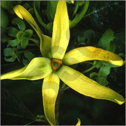 Ylang Ylang Oil