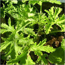 Citronella Oil - Age Group: Adults