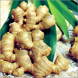 Ginger Oil