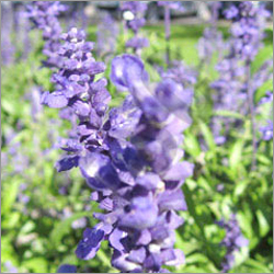 Lavender Oil By Sivaroma Naturals Pvt. Ltd.